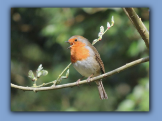 Robin in Hetton Bogs today, 2nd April 2024.jpg